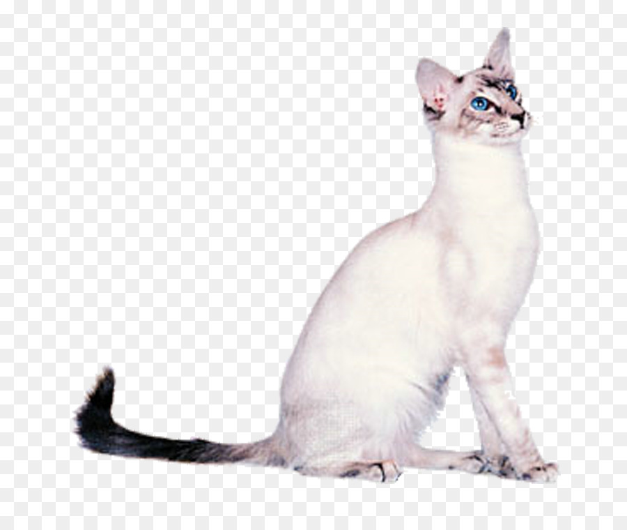 O Gato Balinês，Oriental Shorthair PNG