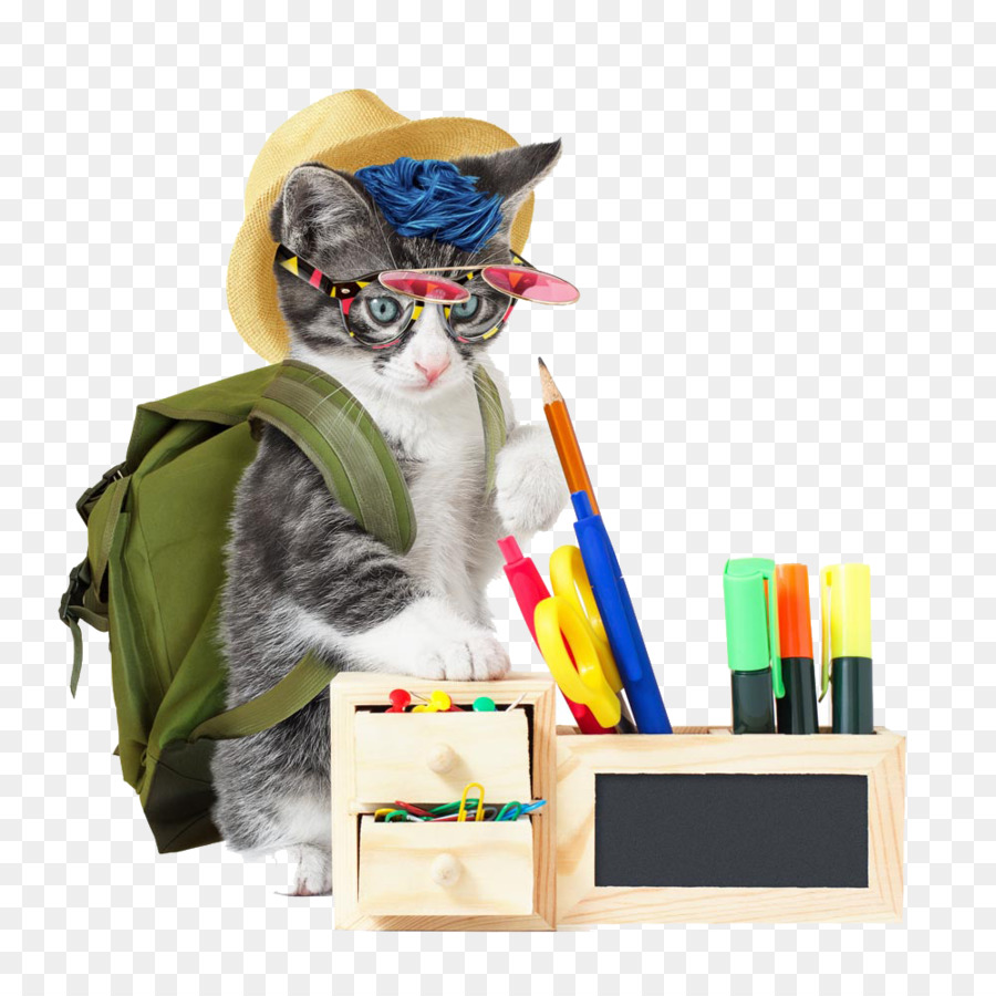 Gato Com Material Escolar，Escola PNG