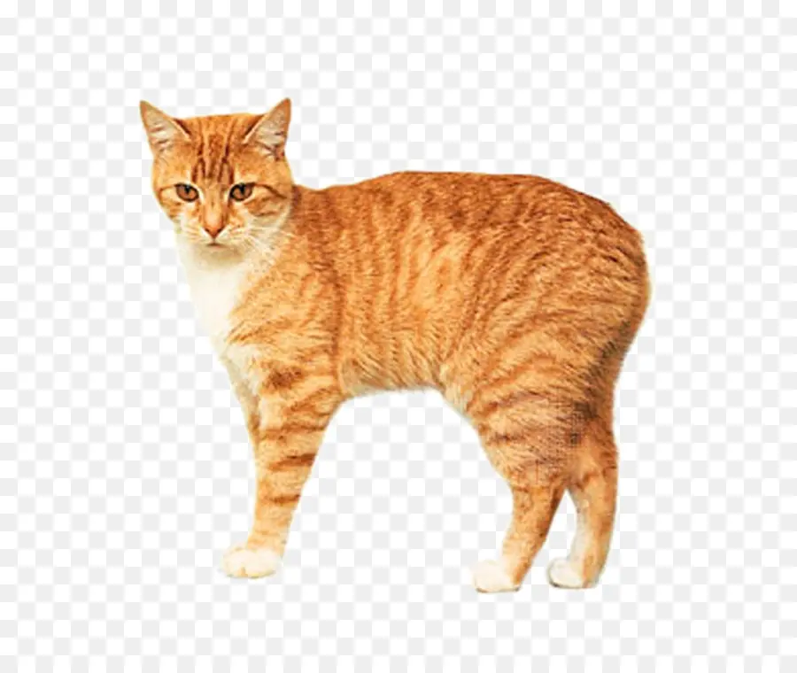 Gato Laranja，Bicho De Estimação PNG