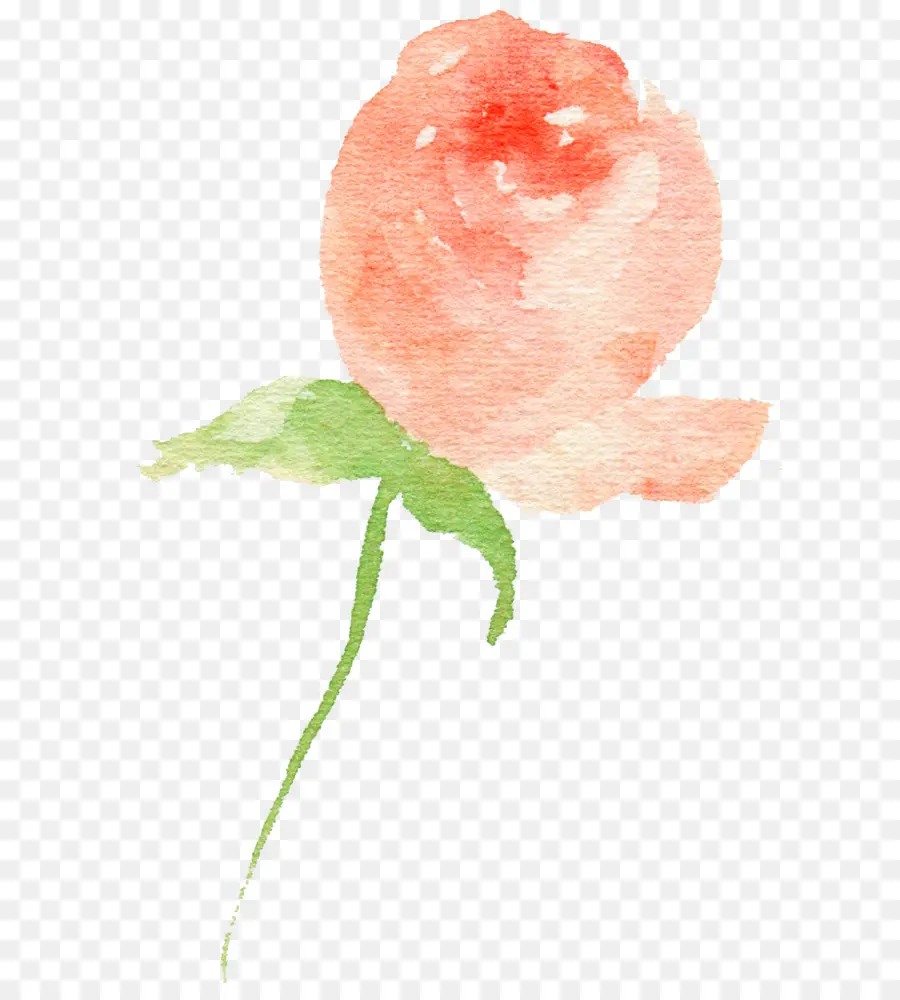 Rosa，Aquarela PNG