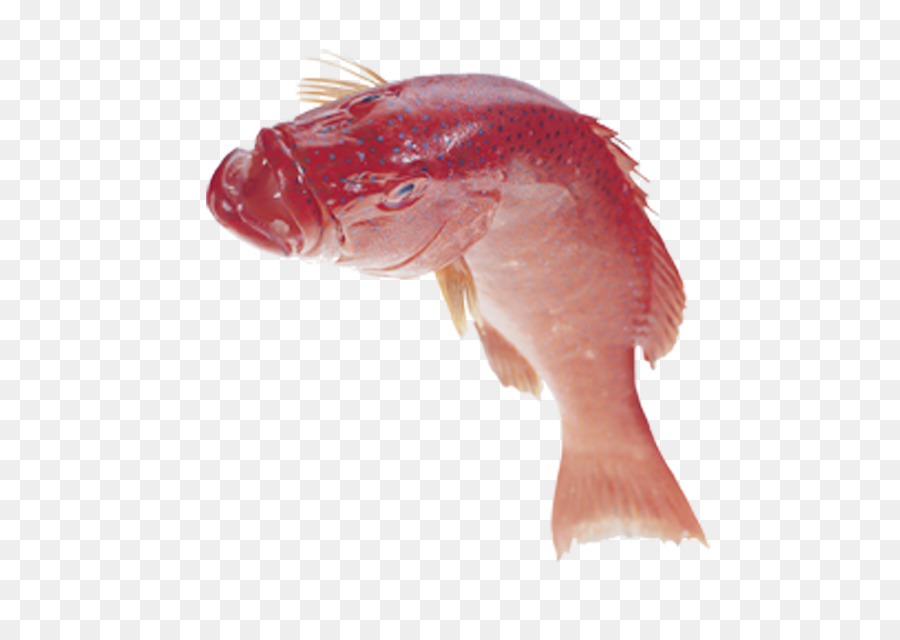 Peixe，Escamas De Peixe PNG