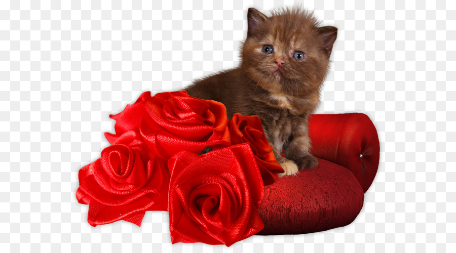 Gatinho，Rosas PNG