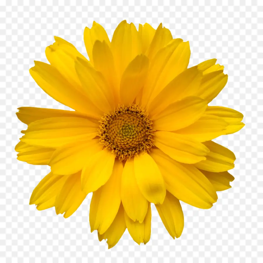 Flor Amarela，Florescer PNG