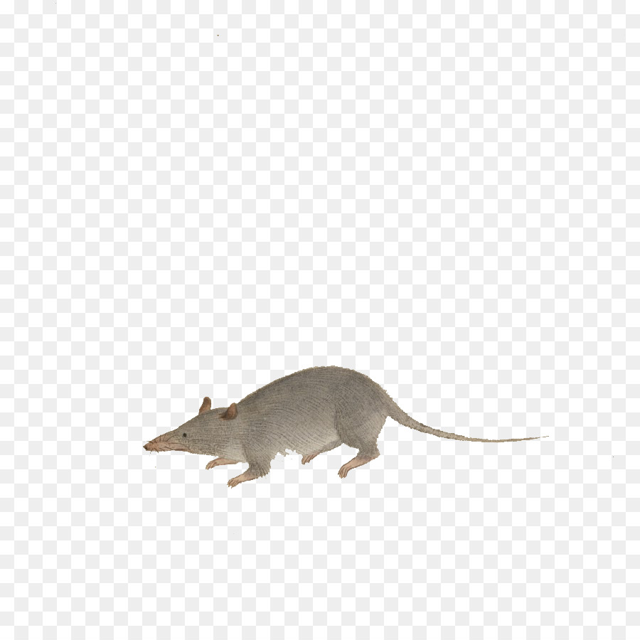 Rato，Roedor PNG