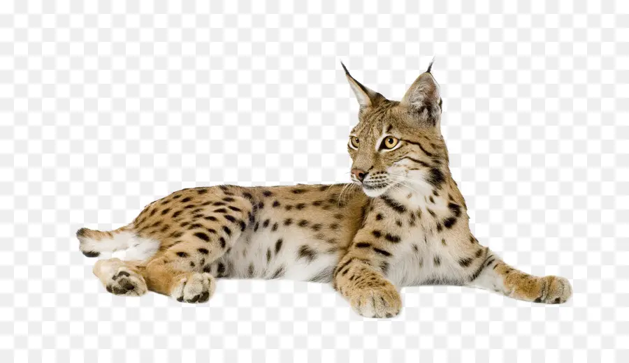 Lince，Pontos PNG