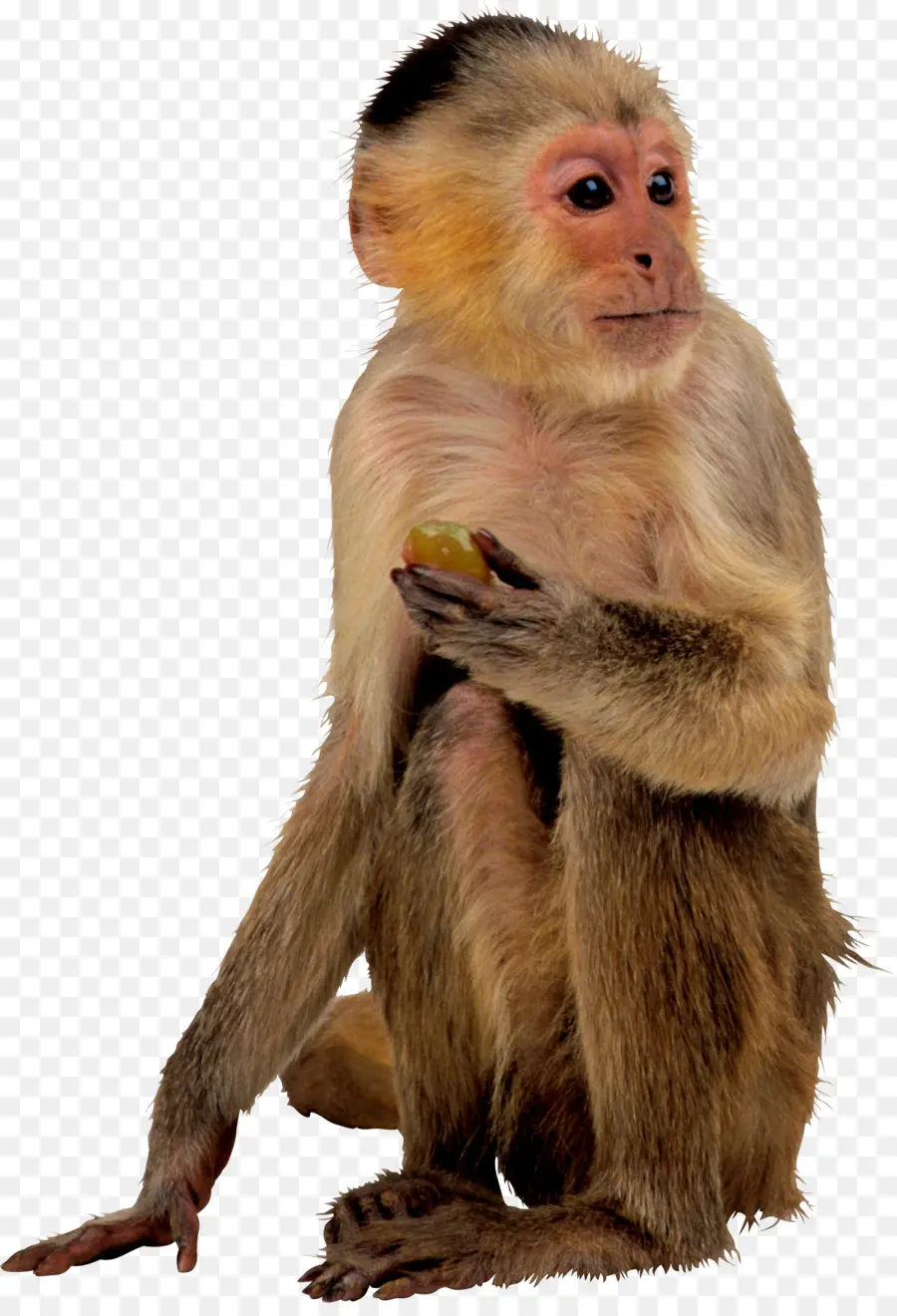 Macaco，Encapsulated Postscript PNG
