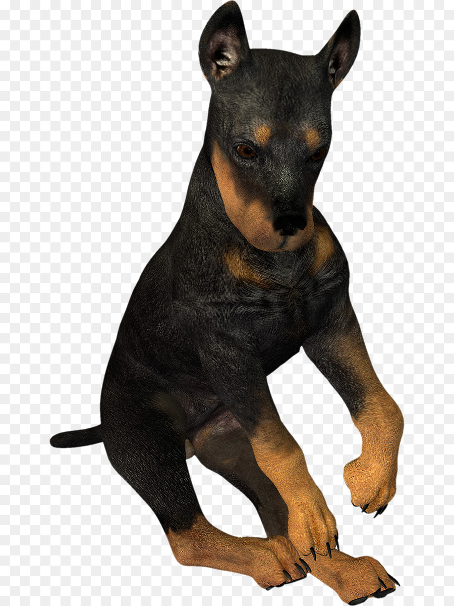 Doberman，O Manchester Terrier PNG