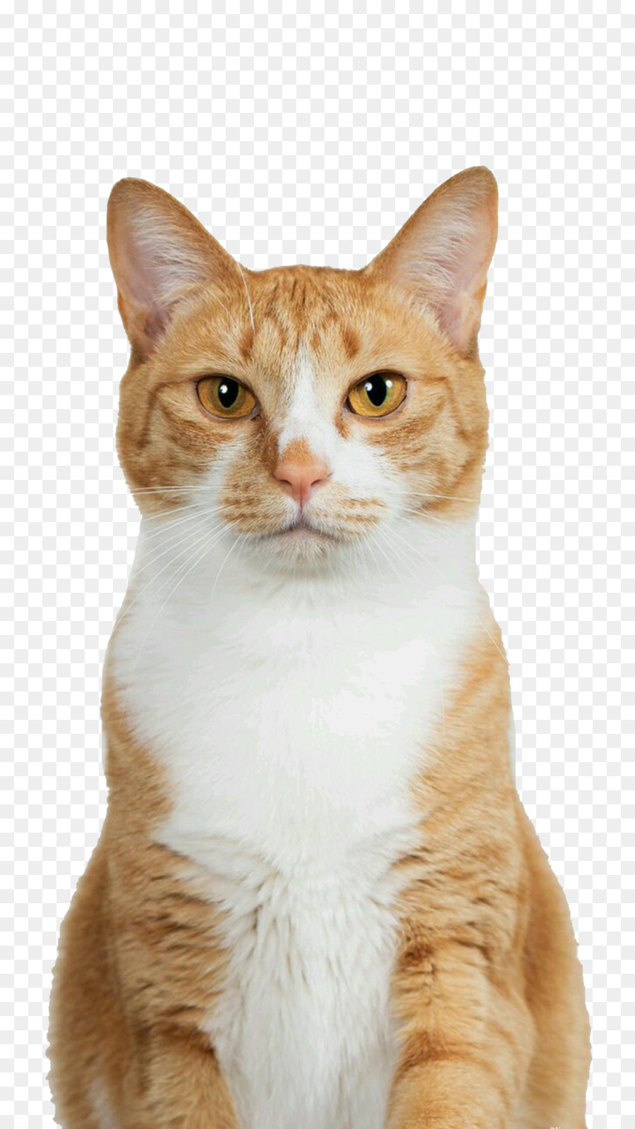 Gato, Desenho, Meow png transparente grátis