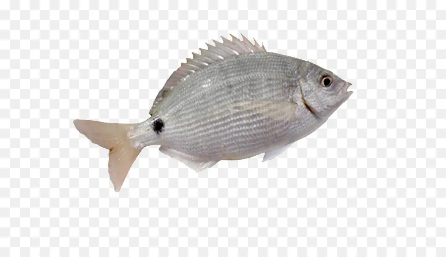 Peixe，Peixes De Barbatana PNG
