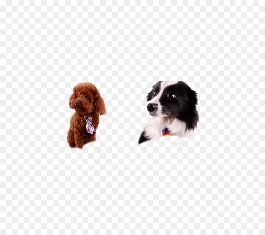 Cavalier King Charles Spaniel，Boykin Spaniel PNG