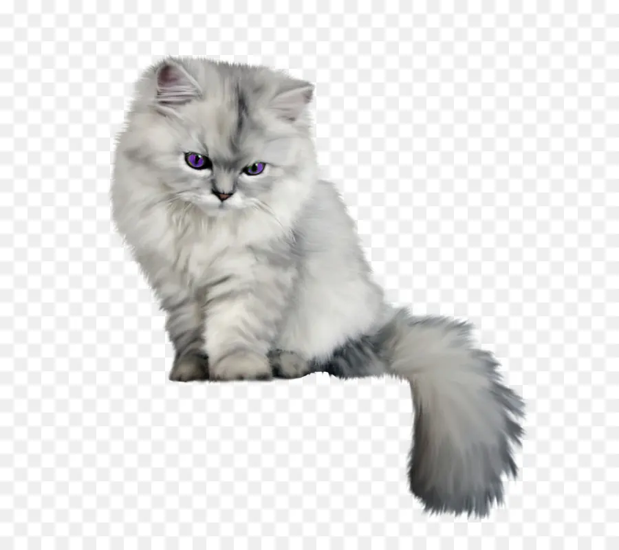 Gato Fofo，Gatinho PNG