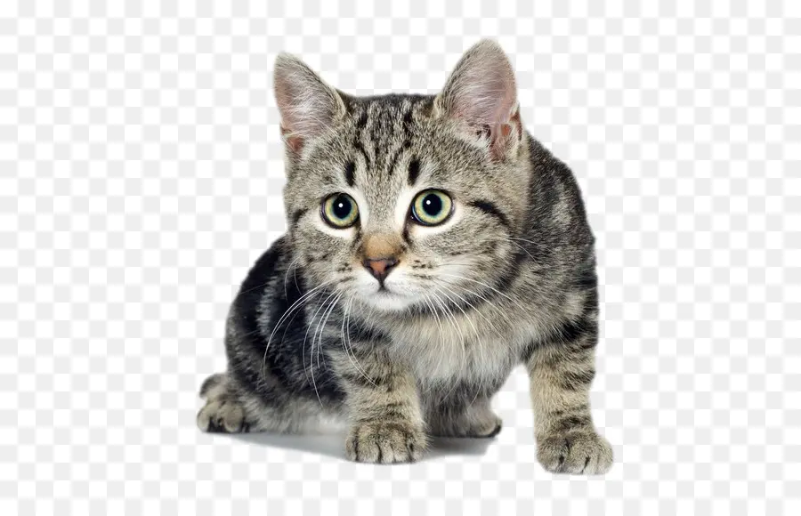 Gato，Gatinho PNG