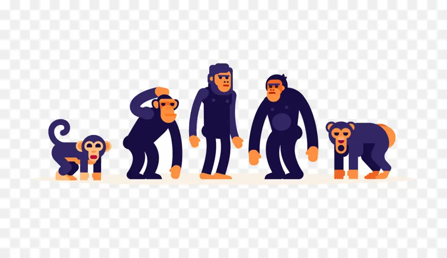 Evolução Dos Macacos，Etapas PNG