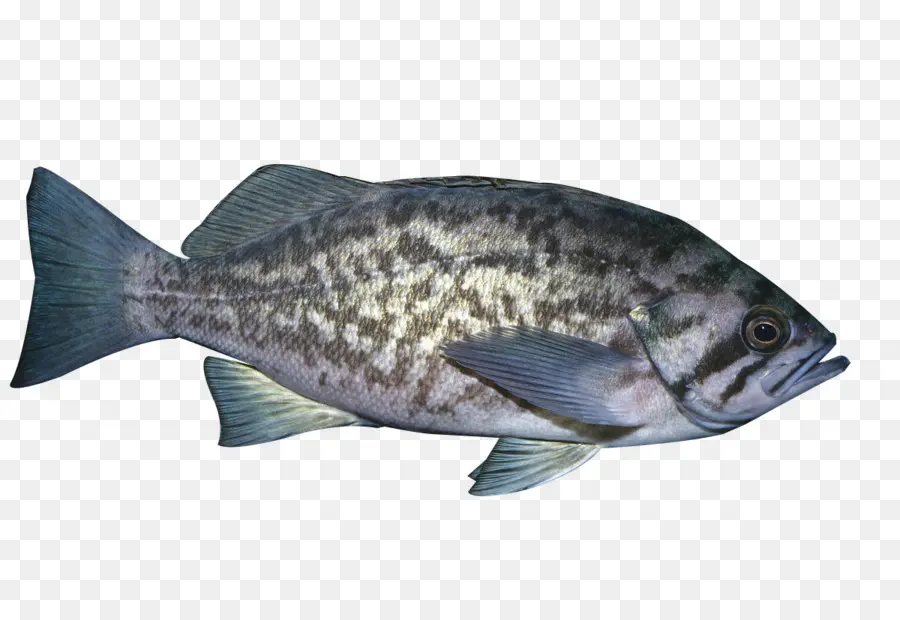 Peixe，Aquático PNG