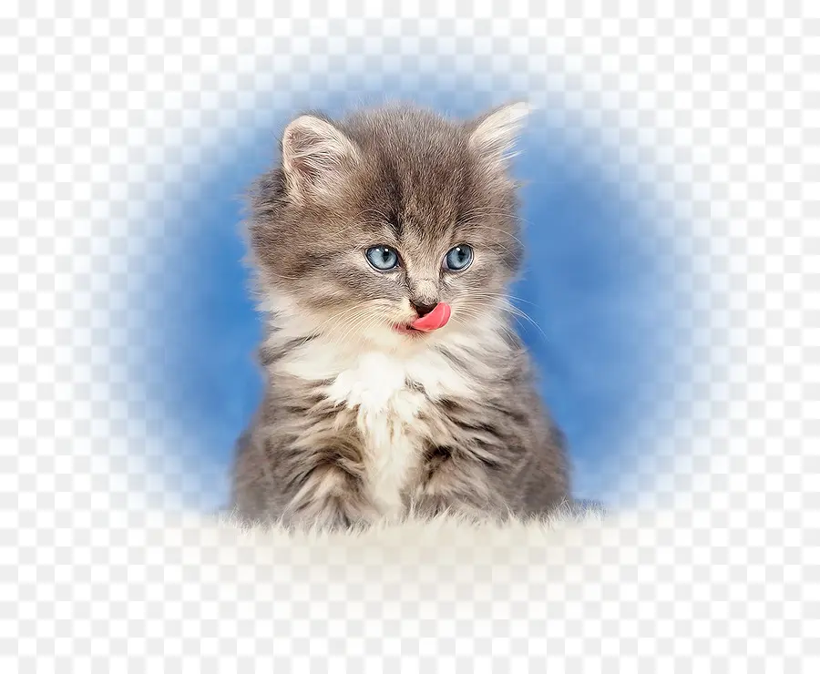 Gatinho，Gato PNG