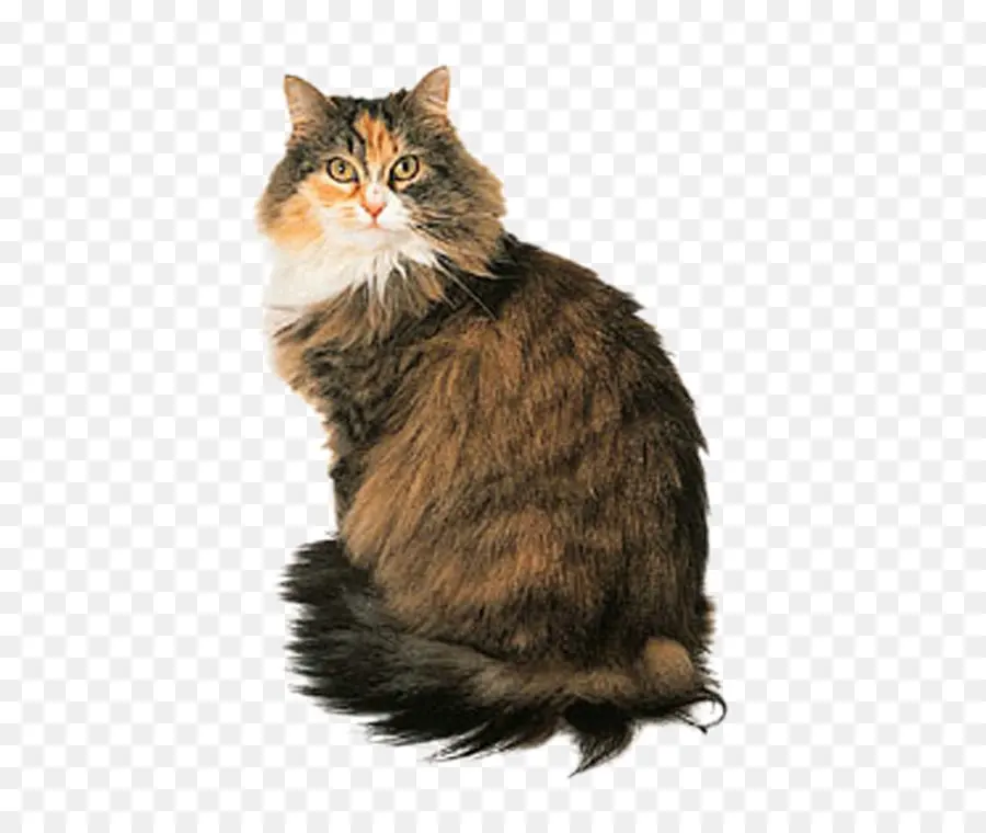 Maine Coon，Gato Persa PNG