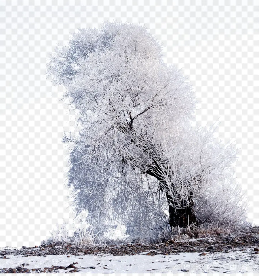 Árvore Coberta De Neve，Inverno PNG