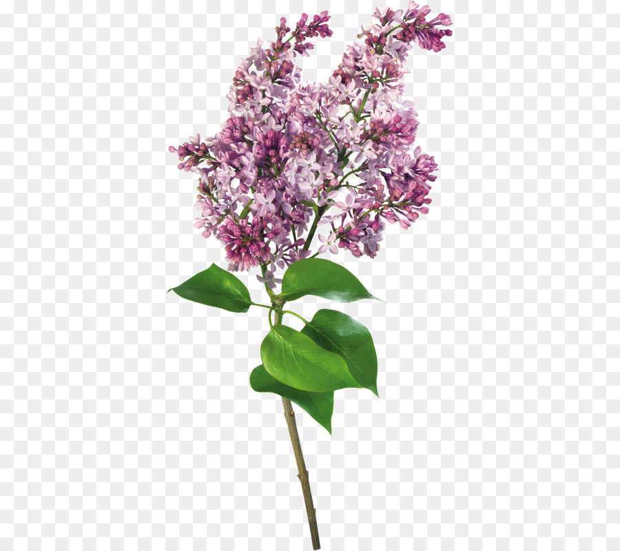 Flores Lilás，Roxo PNG