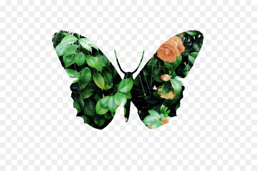 Borboleta Com Folhas，Folhas PNG