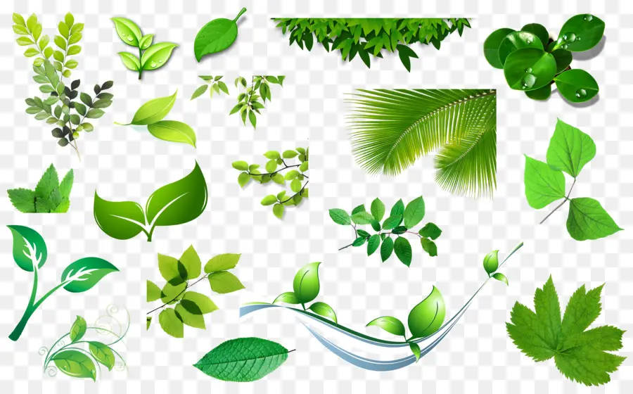 Folhas Verdes，Plantas PNG