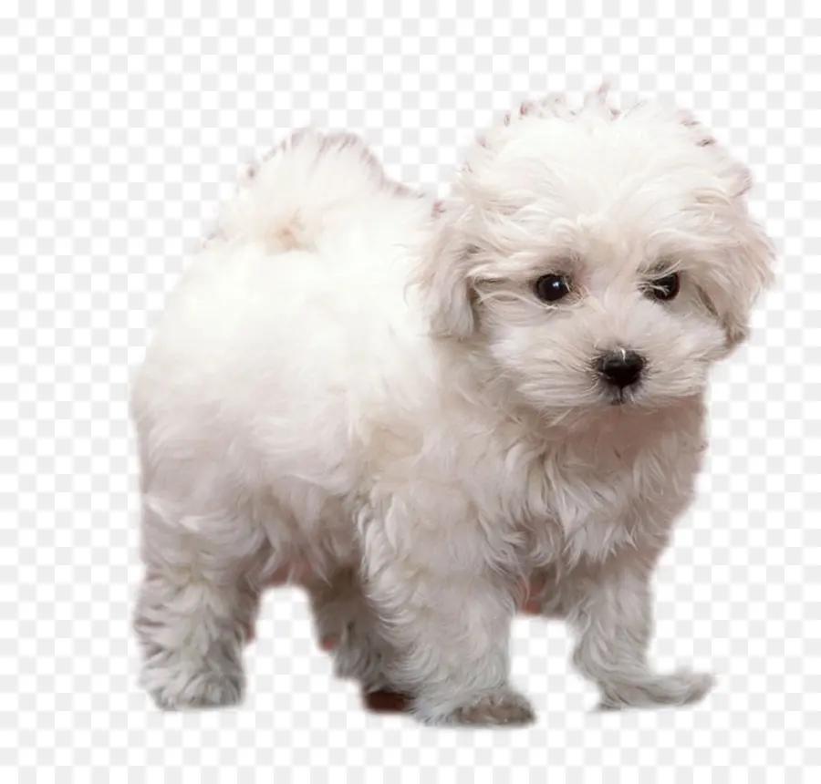 Filhote De Cachorro，Animais PNG