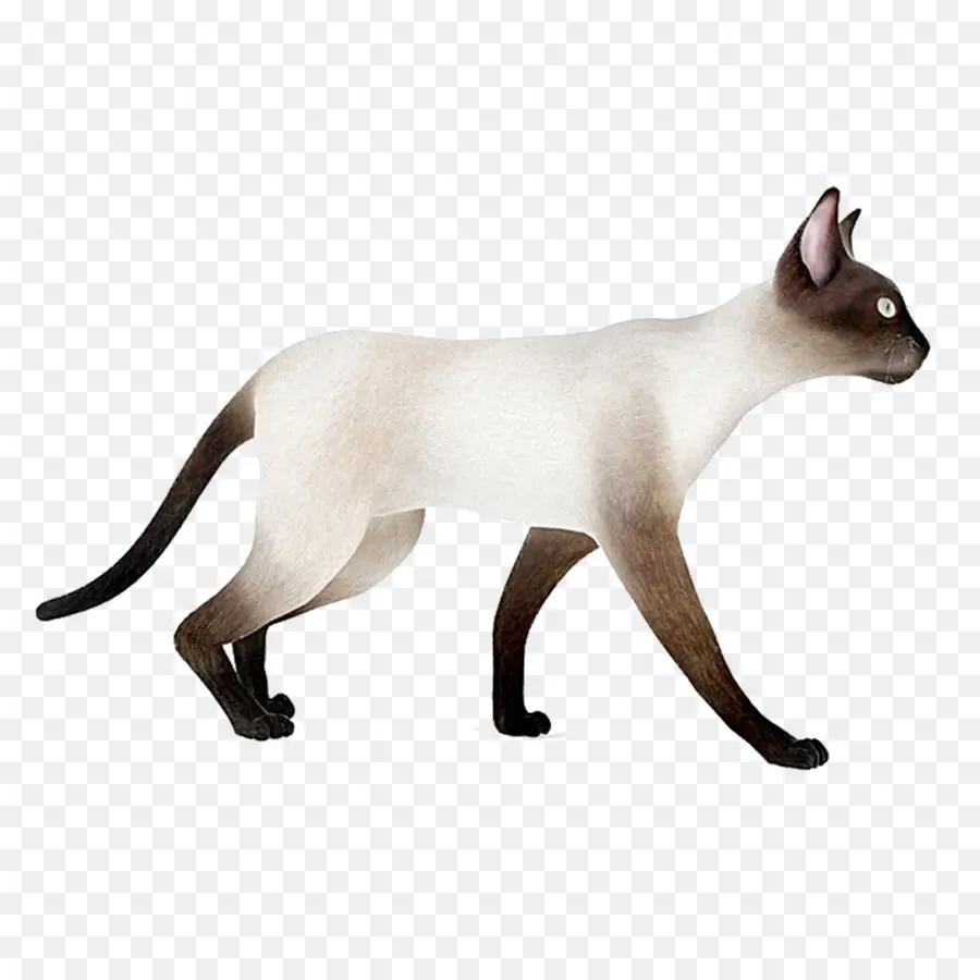 Gato，Bicho De Estimação PNG