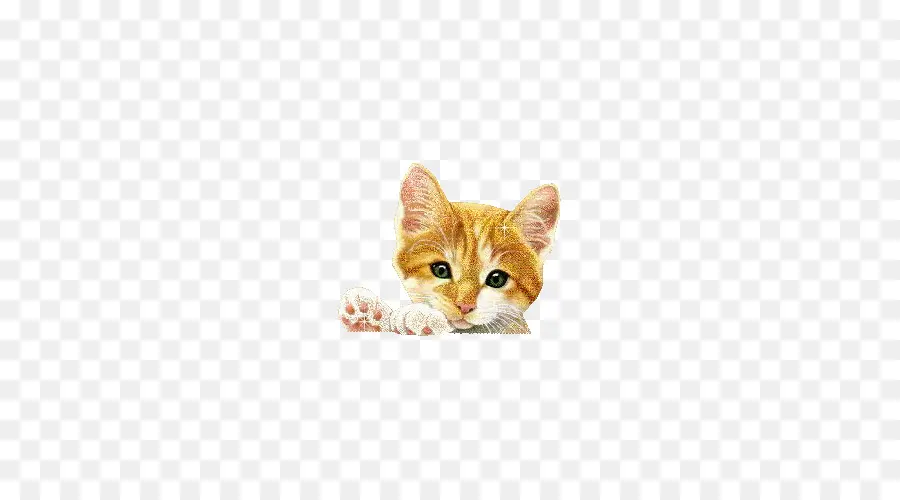 Gatinho，Bonitinho PNG