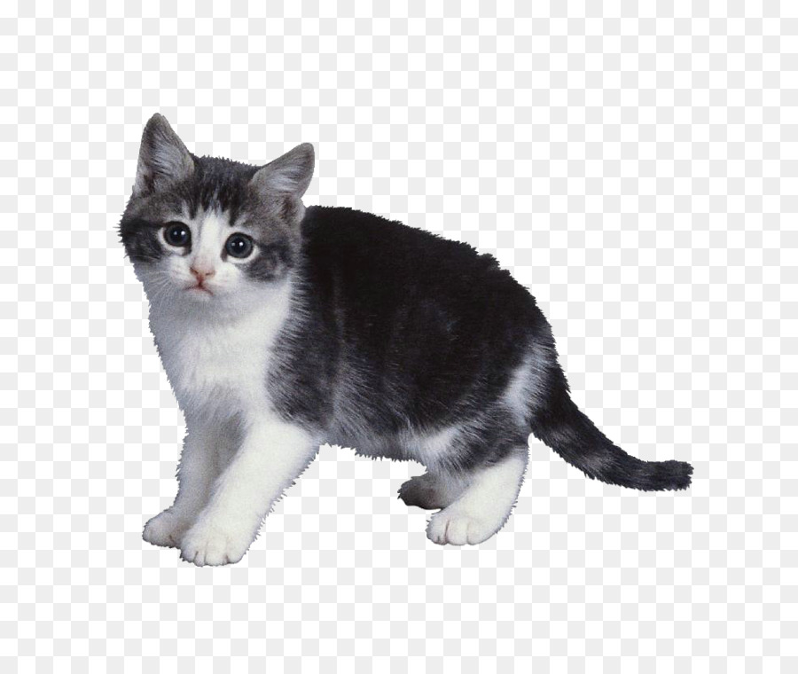 Gatinho，Gato PNG