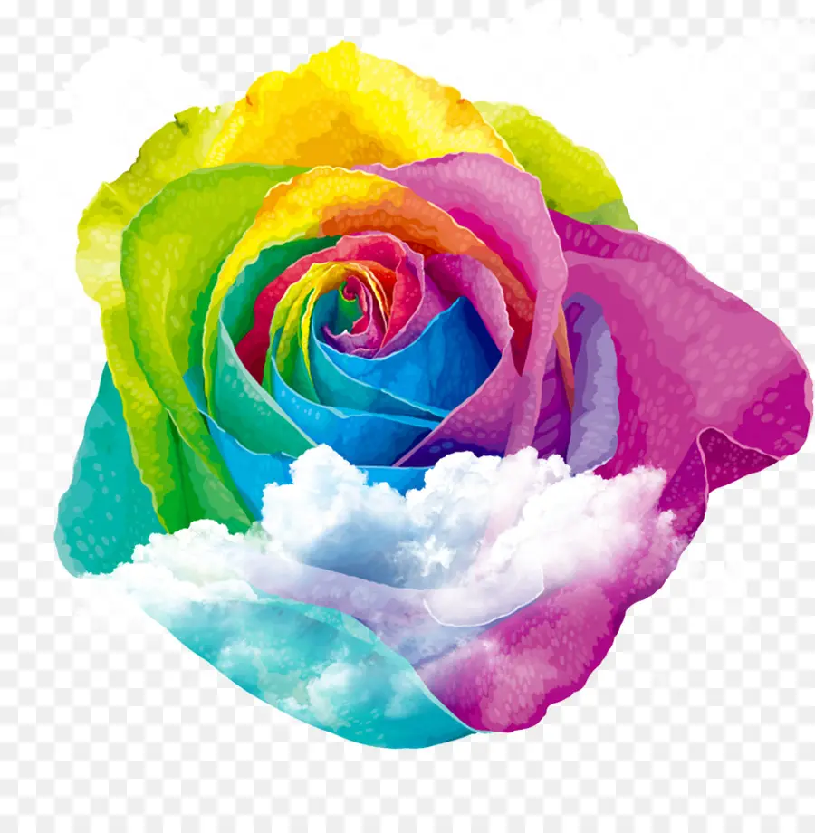 Rainbow Rose，Centifolia Rosas PNG
