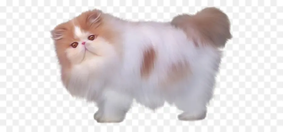 Gato Fofo，Pelo Branco PNG