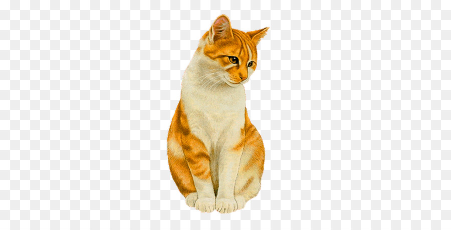 Gatinho，Gato PNG