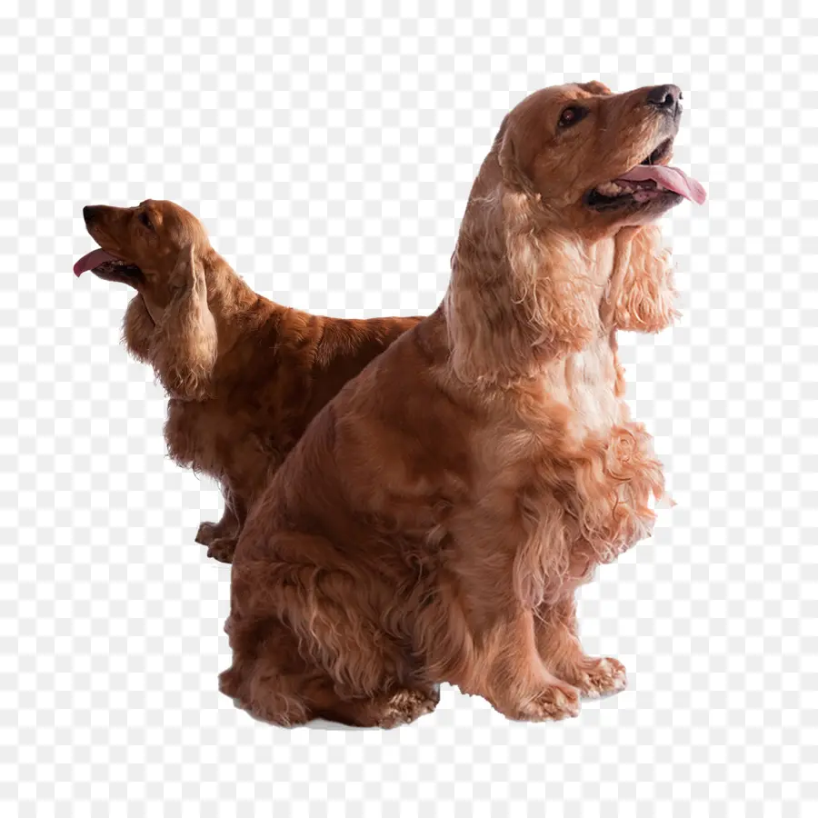 Cocker Spaniel Inglês，Cocker Spaniel PNG