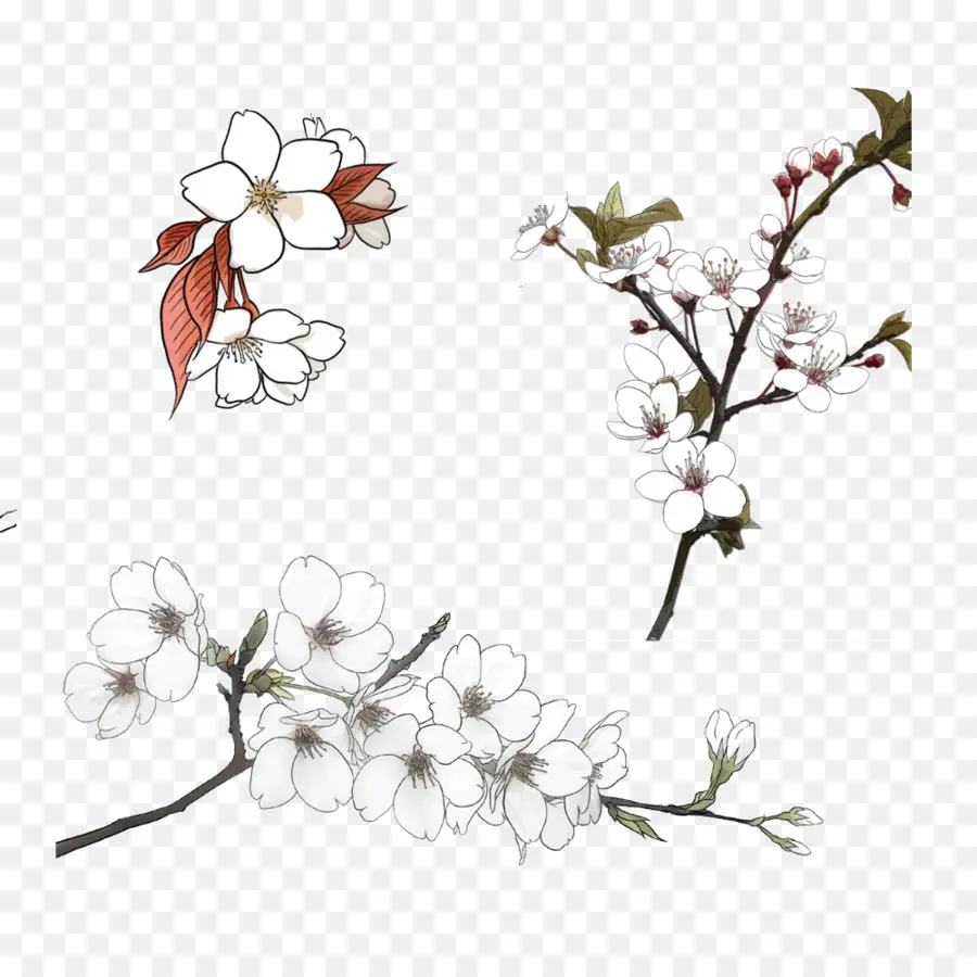 Esboços De Flores，Desenho PNG