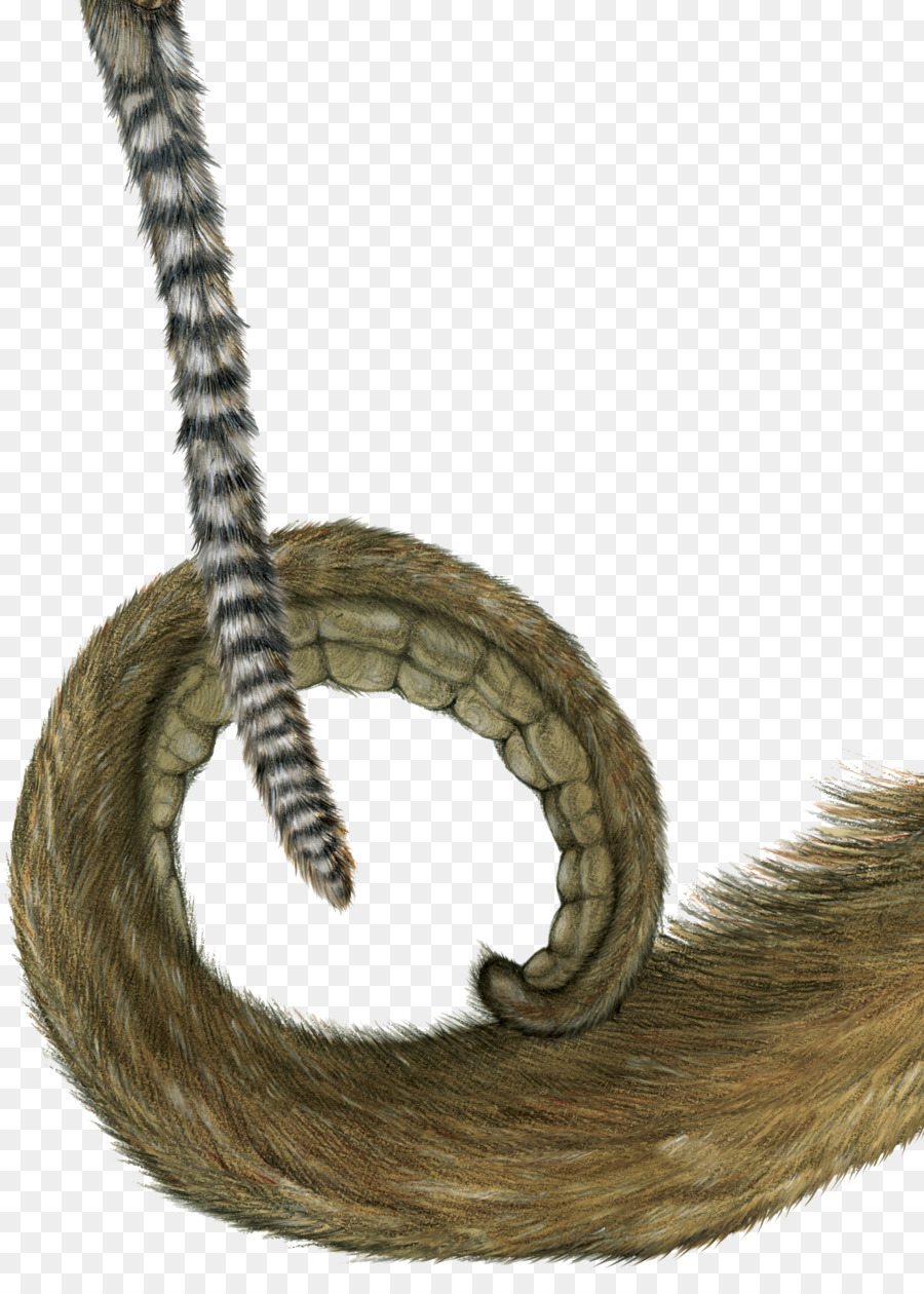 Macaco，Cauda PNG