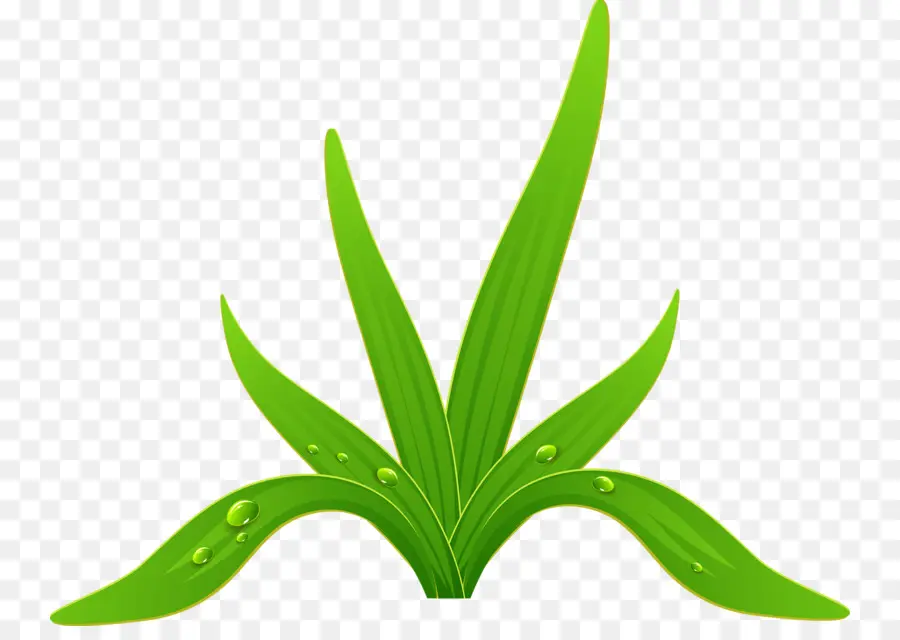 Folhas Verdes，Plantar PNG