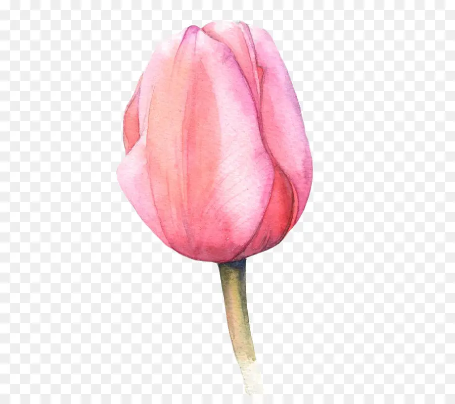 Tulipa Rosa，Tulipa PNG