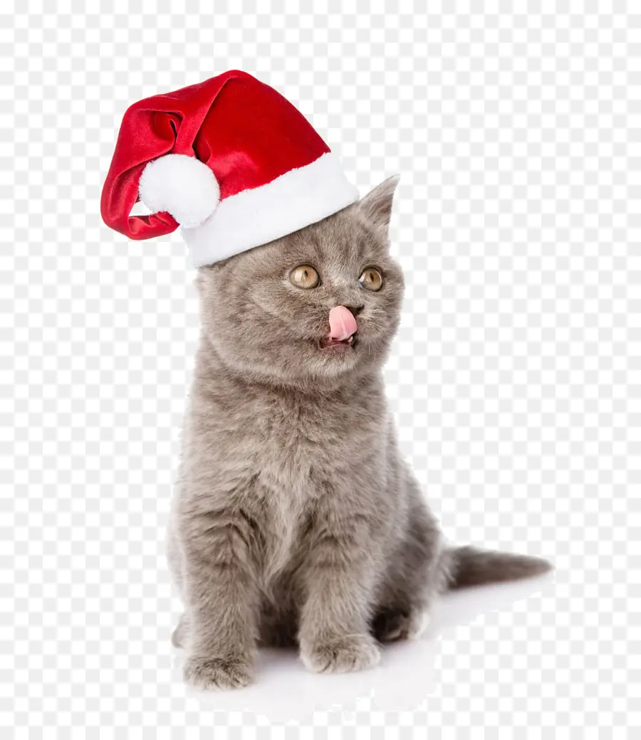 Gato，Gatinho PNG