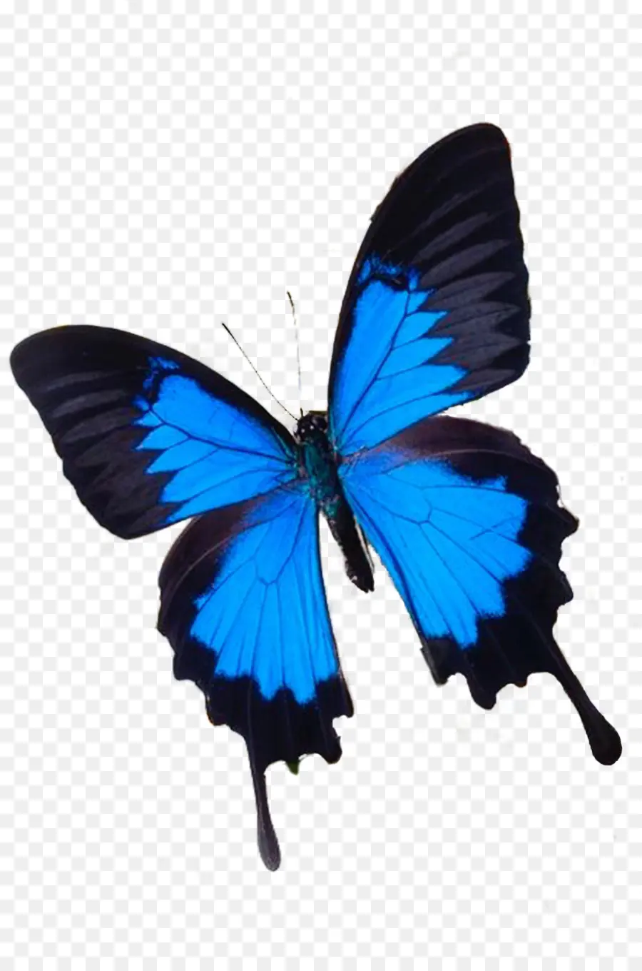 Borboleta，Azul PNG