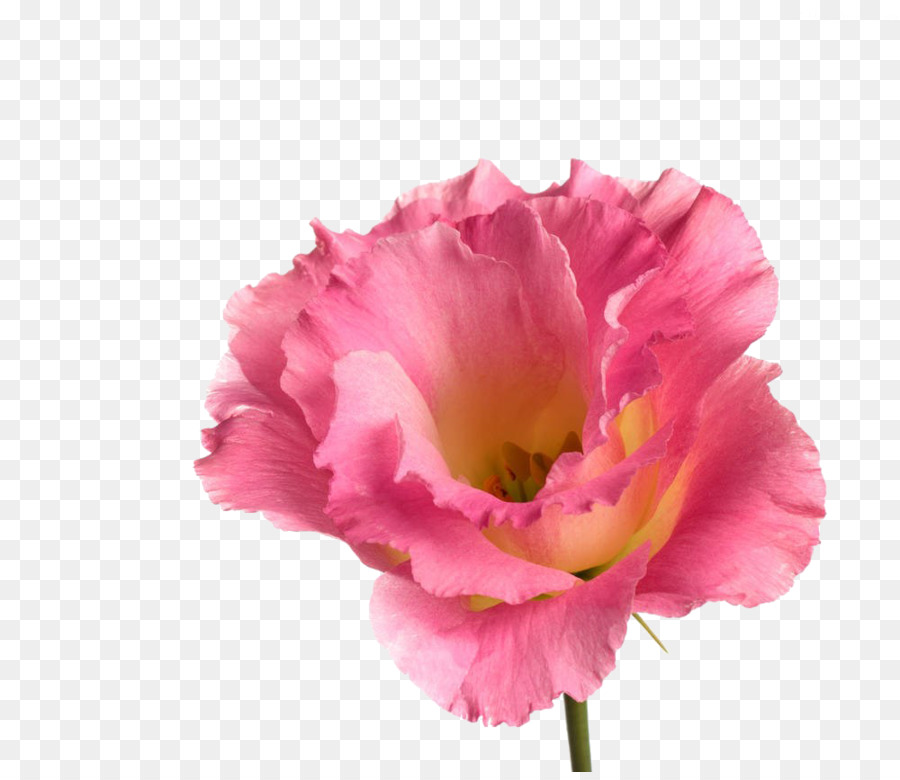 Flor Rosa，Florescer PNG