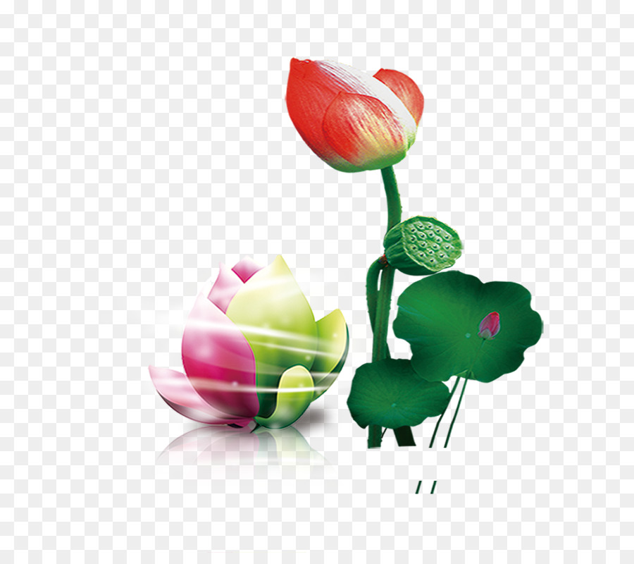 Lotus Semente，Bud PNG