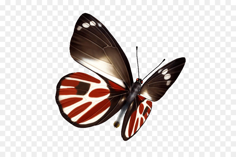 Borboleta，Vermelho PNG