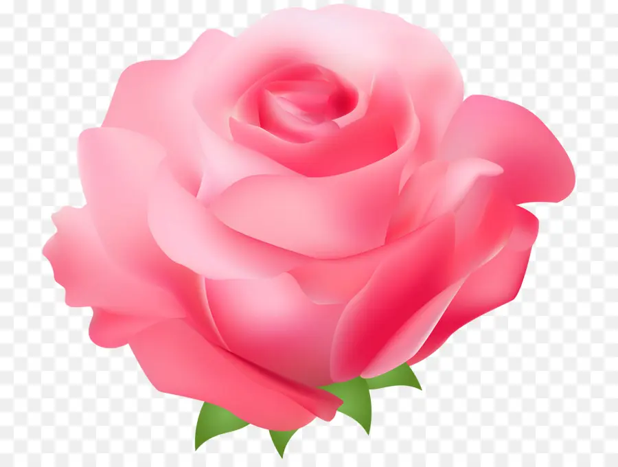 Rosa Rosa，Florescer PNG