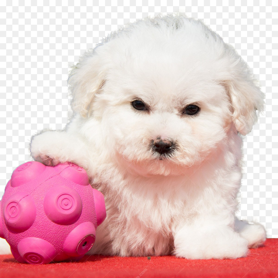 Bolonka，Cavachon PNG