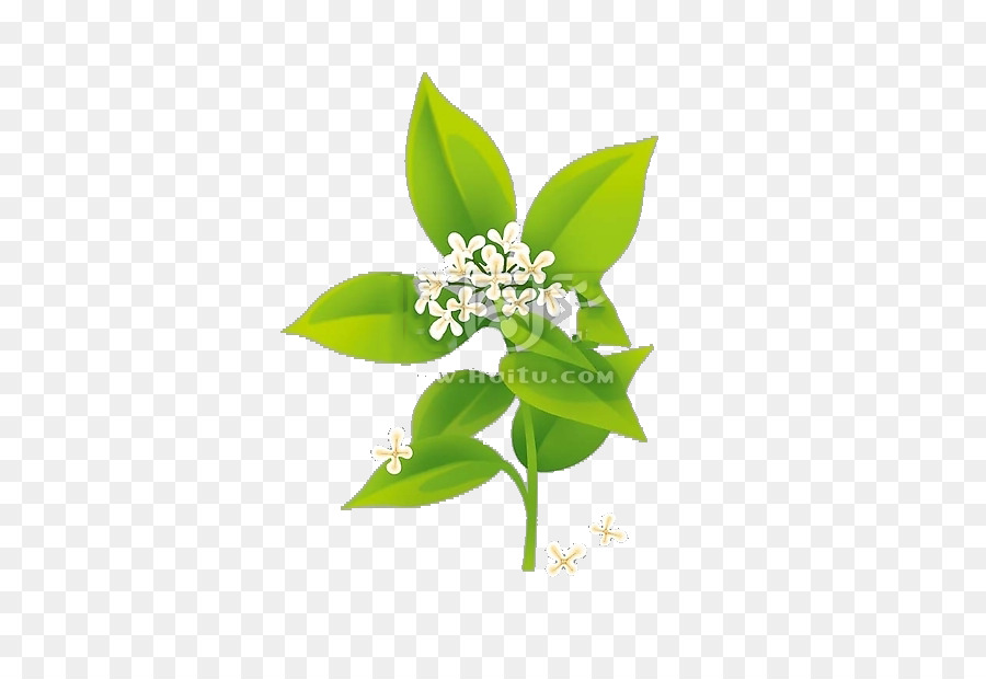 Flor De Osmanthus，Florescer PNG