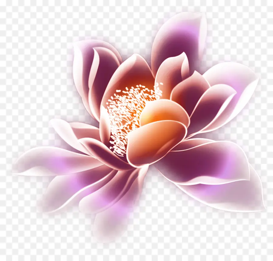 Flor Rosa，Florescer PNG