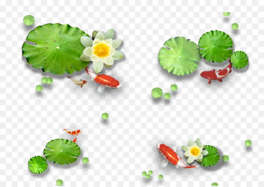 Peixe Koi，Lírios PNG