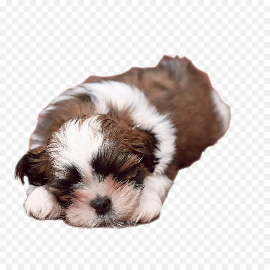 Cão，Filhote De Cachorro PNG