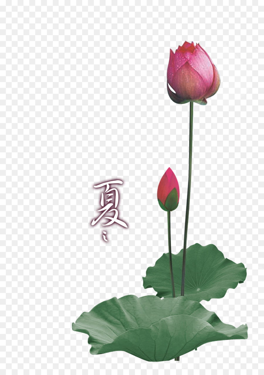 Nelumbo Nucifera，Encapsulated Postscript PNG