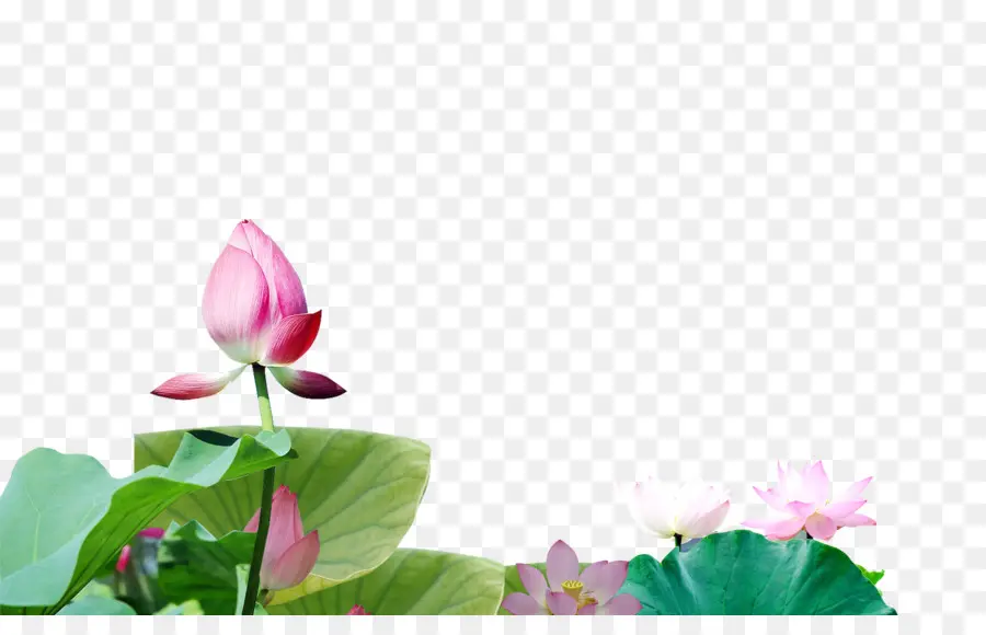 Flores De Lótus，Água PNG