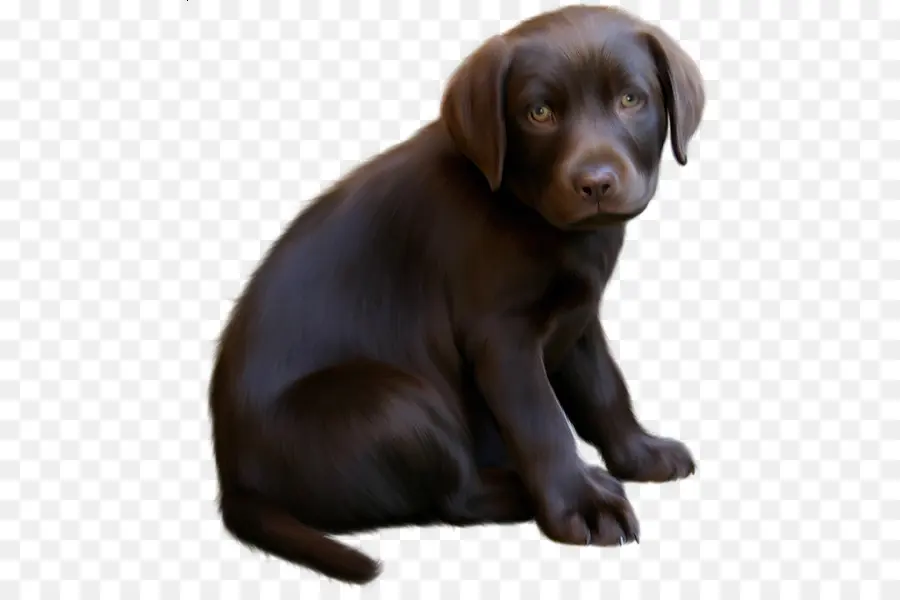 Boykin Spaniel，Labrador Retriever PNG